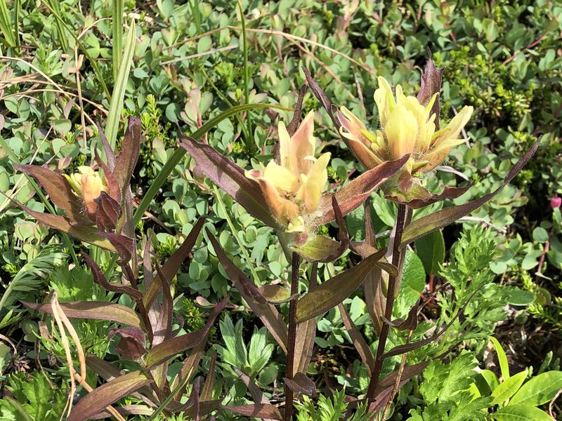 Castilleja unalaschcensis, photographed by Jason Grant