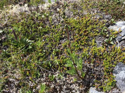 Artemisia norvegica, photographed by Jason Grant