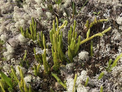 Lycopodium lagopus, photographed by Jason Grant