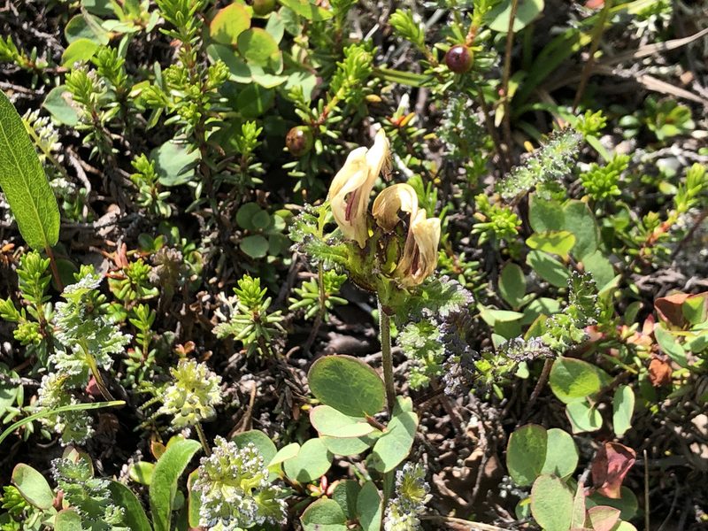 Pedicularis capitata, photographed by Jason Grant