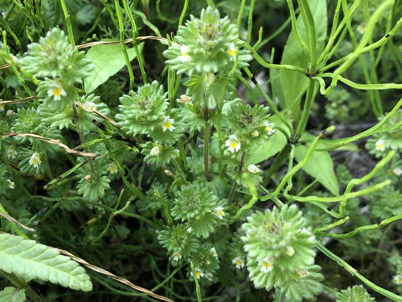 Euphrasia subarctica, photographed by Jason Grant