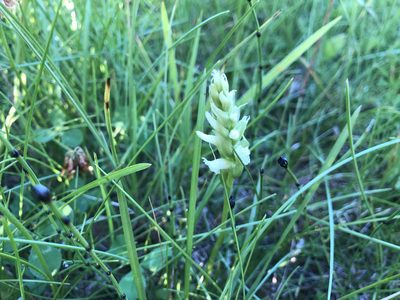 Spiranthes romanzoffiana, photographed by Jason Grant