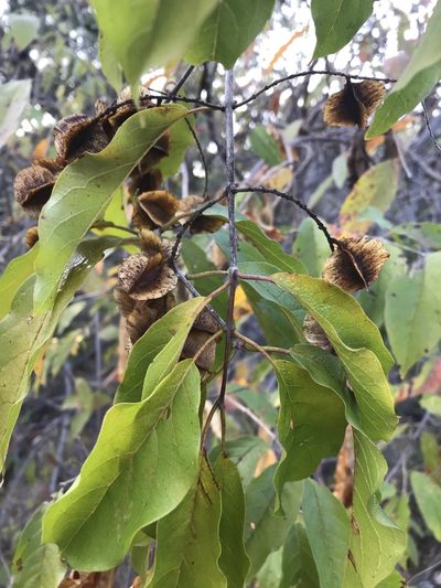 Combretum padoides, photographed by rosshawkins