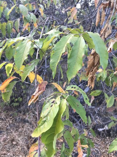 Combretum padoides, photographed by rosshawkins