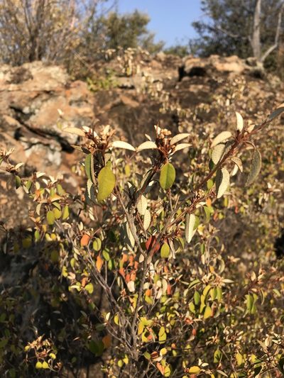 Croton pseudopulchellus, photographed by rosshawkins