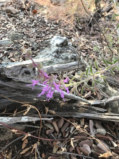 Syncolostemon canescens, photographed by rosshawkins