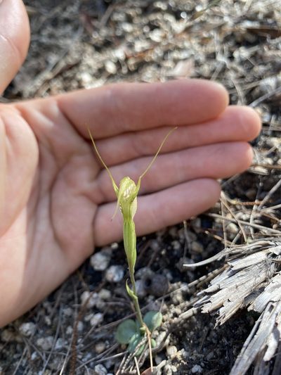 Pterostylis depauperata, photographed by Edward Bell