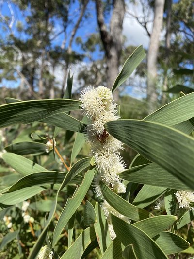 Hakea benthamii, photographed by Edward Bell