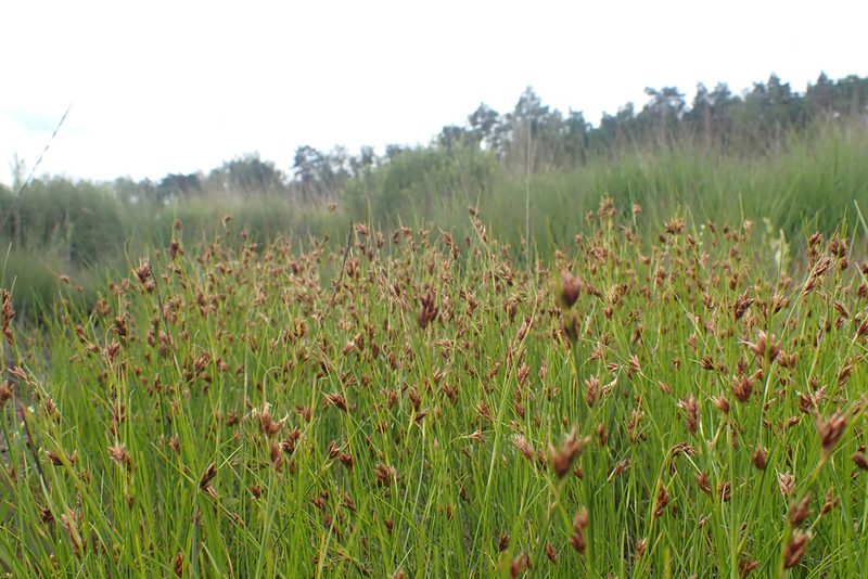 Rhynchospora fusca, photographed by Thomas Gyselinck