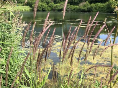 Hordeum brachyantherum, photographed by Jason Grant