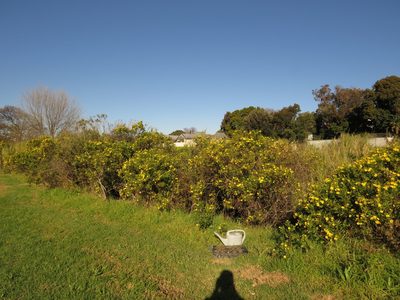Psoralea fascicularis, photographed by Jeremy Gilmore