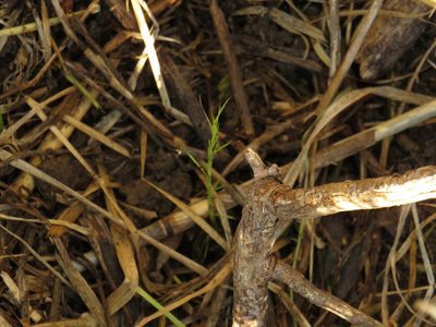 Psoralea fascicularis, photographed by Jeremy Gilmore