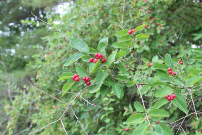 Lonicera morrowii, photographed by Steven Lamonde