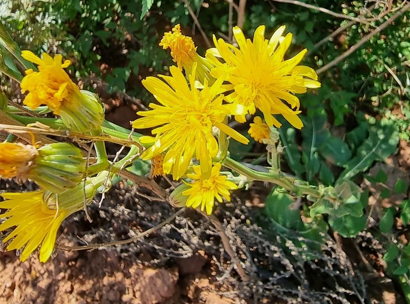 Crepis pannonica, photographed by bulatik