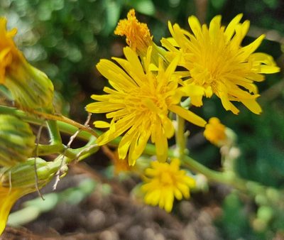 Crepis pannonica, photographed by bulatik