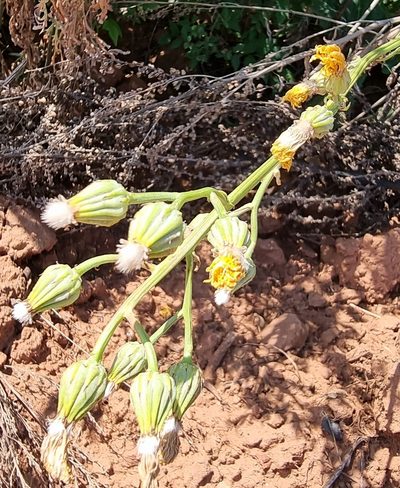 Crepis pannonica, photographed by bulatik
