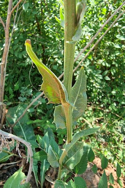 Crepis pannonica, photographed by bulatik