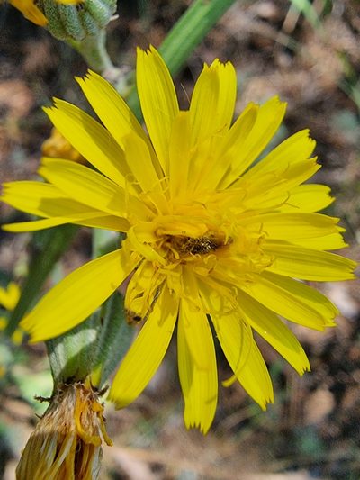 Crepis pannonica, photographed by bulatik