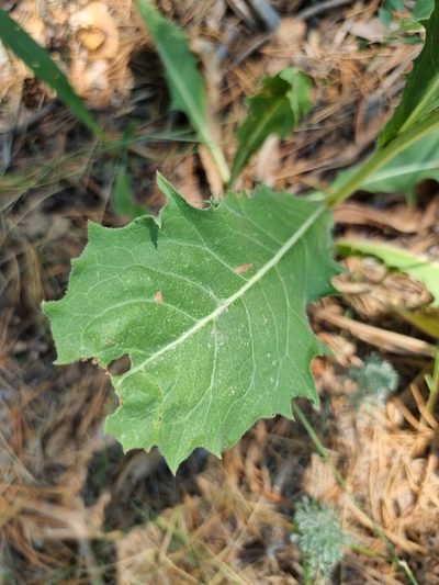 Crepis pannonica, photographed by bulatik