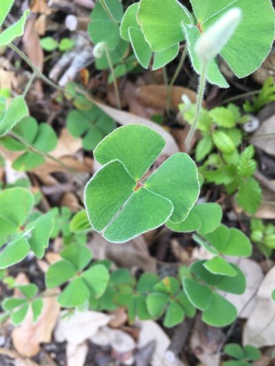 Marsilea macropoda, photographed by Blake Bringhurst