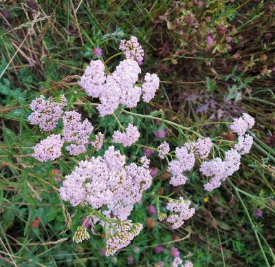 Achillea asiatica, photographed by Pavel Borodin