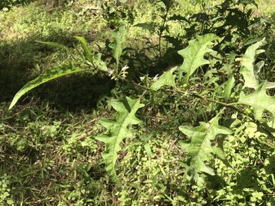 Solanum tampicense, photographed by Pete Diamond