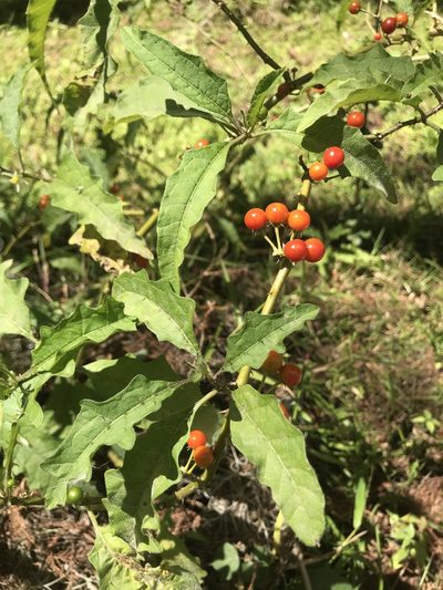 Solanum tampicense, photographed by Pete Diamond