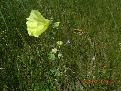 Alcea rugosa, photographed by Galyna Mykytynets