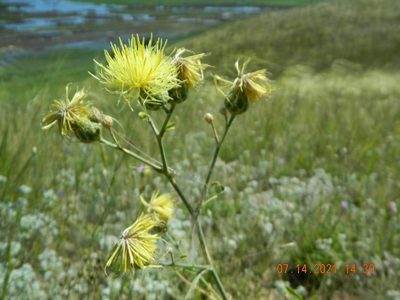 Centaurea salonitana, photographed by Galyna Mykytynets