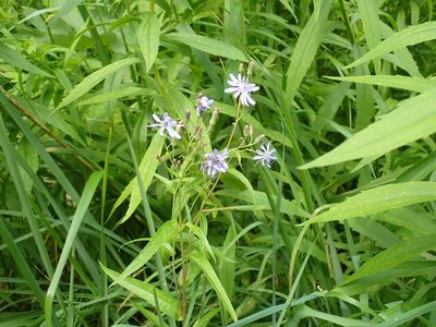 Lactuca sibirica, photographed by Pavel Borodin