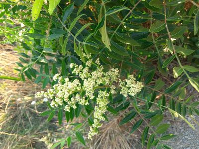 Rhus coriaria, photographed by София Р.