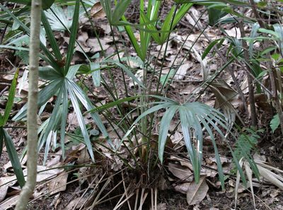 Rhapidophyllum hystrix, photographed by Lauren McLaurin