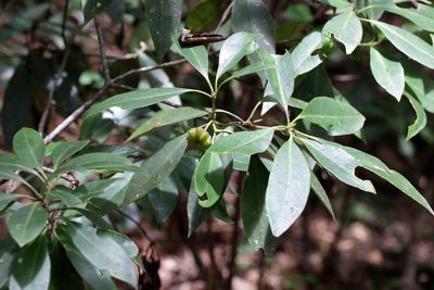 Illicium floridanum, photographed by Lauren McLaurin