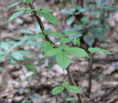 Stewartia malacodendron, photographed by Lauren McLaurin