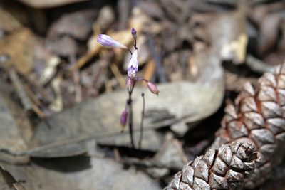 Apteria aphylla, photographed by Lauren McLaurin