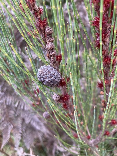 Allocasuarina monilifera, photographed by krumpianking