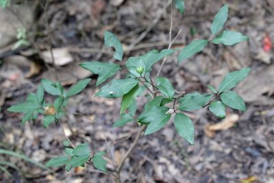 Ditrysinia fruticosa, photographed by Lauren McLaurin