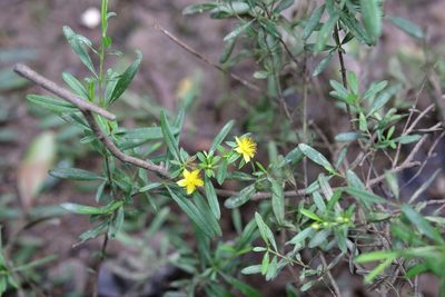 Hypericum galioides, photographed by Lauren McLaurin