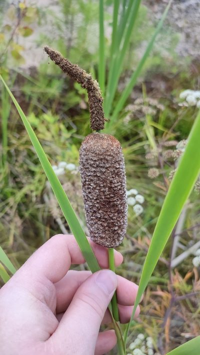 Typha incana, photographed by Yurii Basov