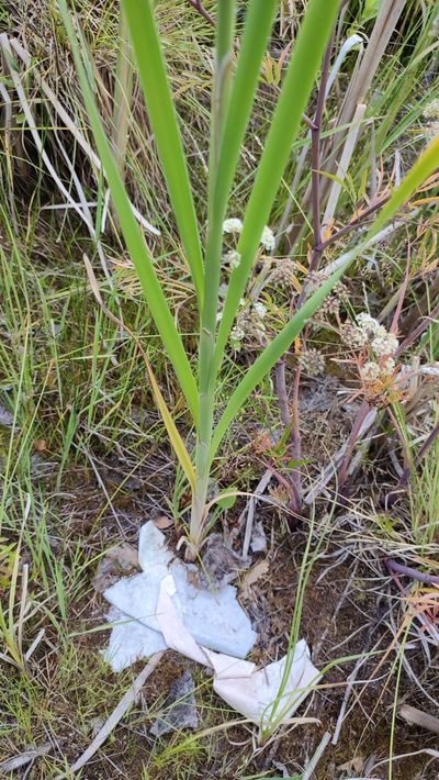 Typha incana, photographed by Yurii Basov