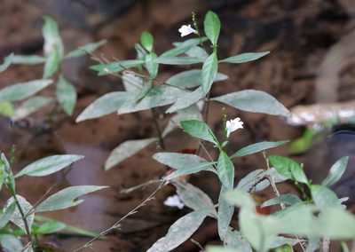 Dianthera ovata, photographed by Lauren McLaurin