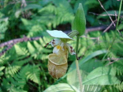Cypripedium yatabeanum, photographed by Георгий Виноградов (Georgy Vinogradov)