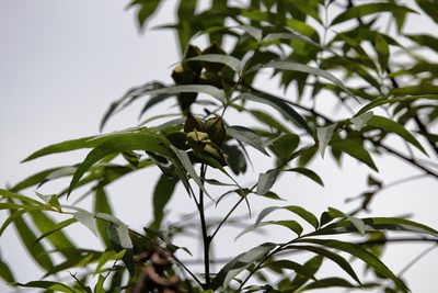 Carya aquatica, photographed by Lauren McLaurin
