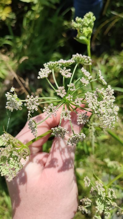 Ostericum palustre, photographed by Yurii Basov