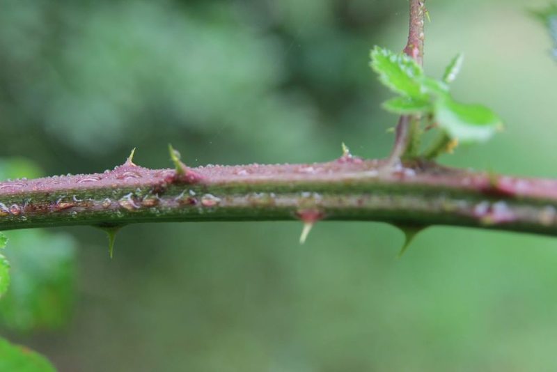 Rubus arduennensis, photographed by Olivier Argagnon