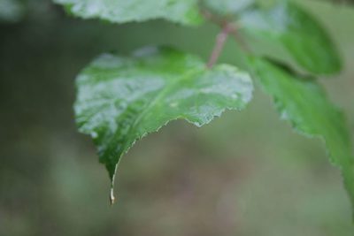 Rubus arduennensis, photographed by Olivier Argagnon