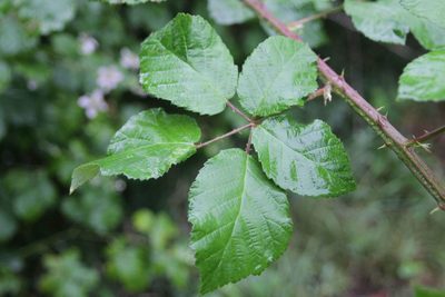 Rubus arduennensis, photographed by Olivier Argagnon