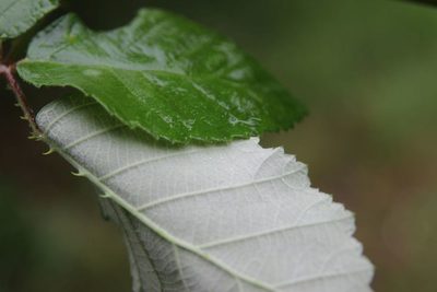 Rubus arduennensis, photographed by Olivier Argagnon