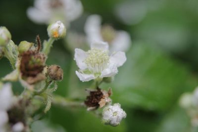 Rubus arduennensis, photographed by Olivier Argagnon