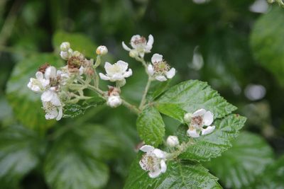 Rubus arduennensis, photographed by Olivier Argagnon